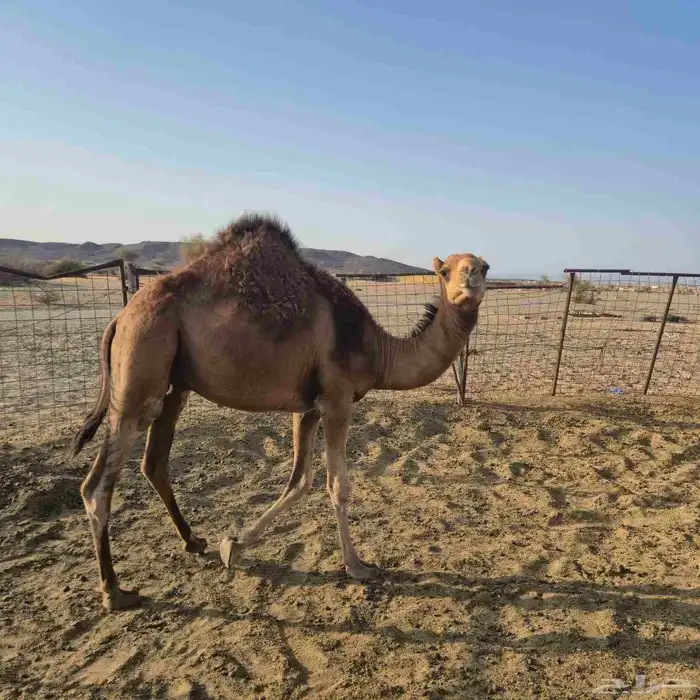 قعدان سواحل 1