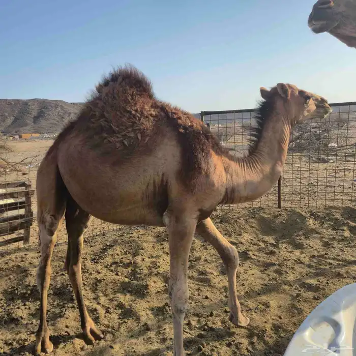 قعدان سواحل 7