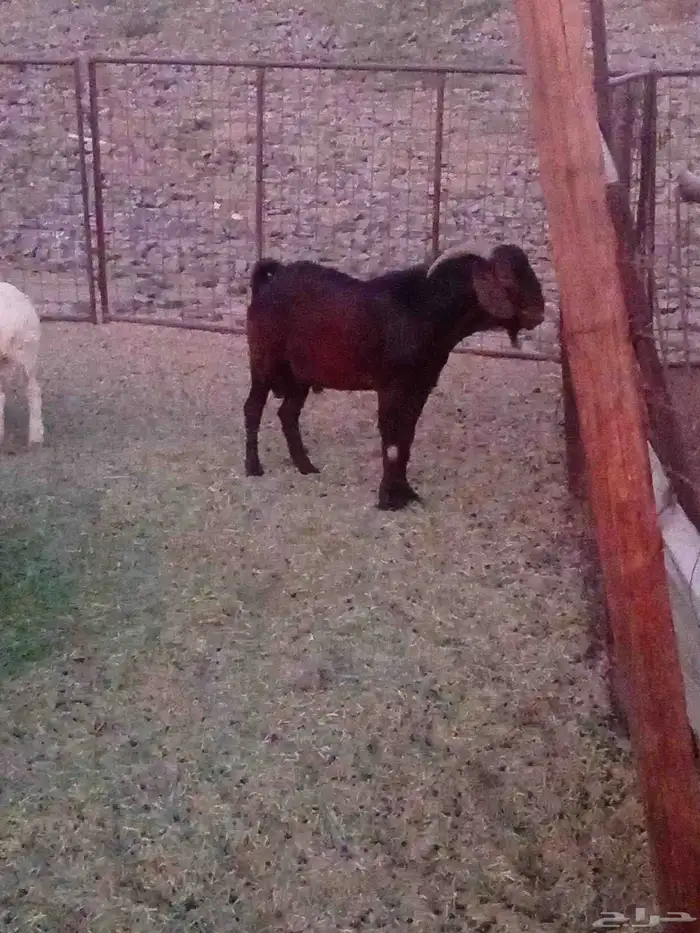 تيس كلهاري 1