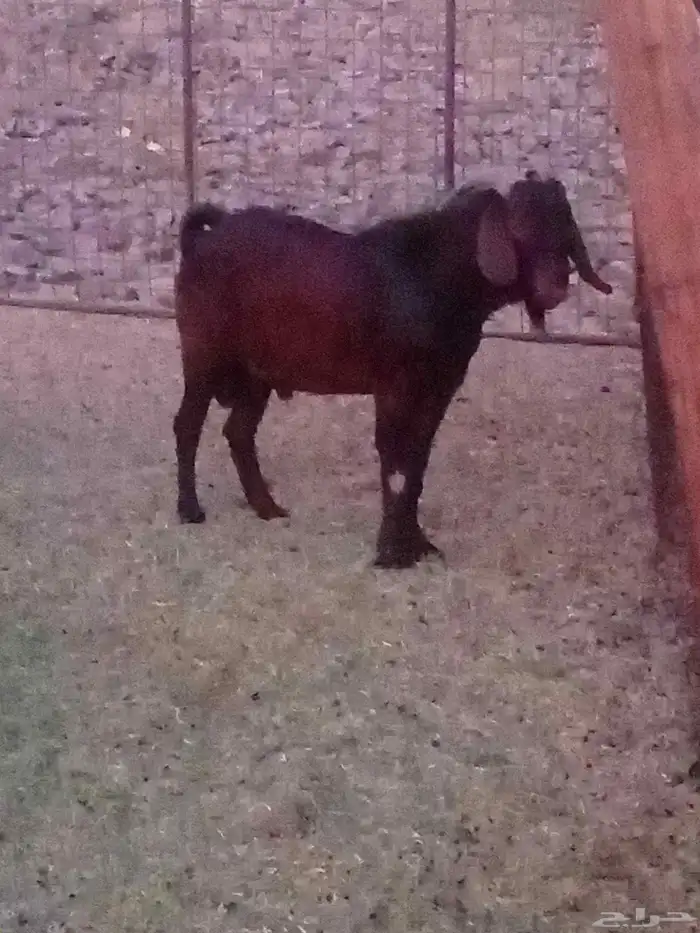 تيس كلهاري 0