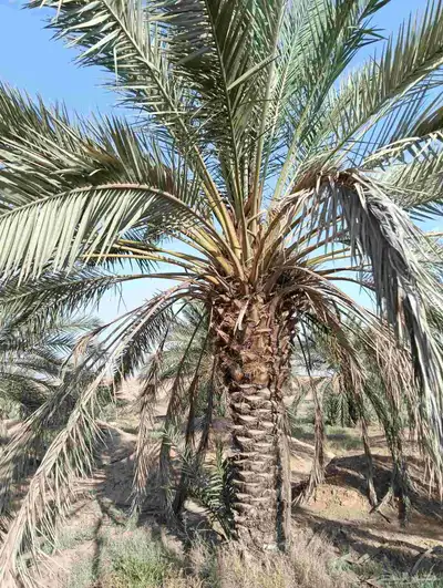 يوجد لدينا انواع النخيل جميع المقاسات 0