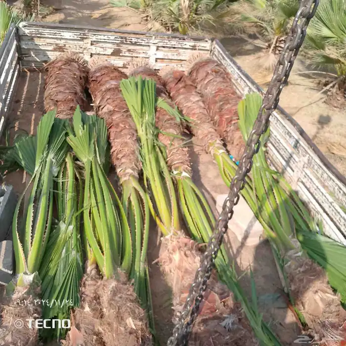 متوفر لدينا 8حبات واشنطني زينه 3امتار 1