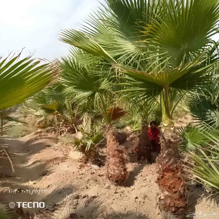 متوفر لدينا 8حبات واشنطني زينه 3امتار 2
