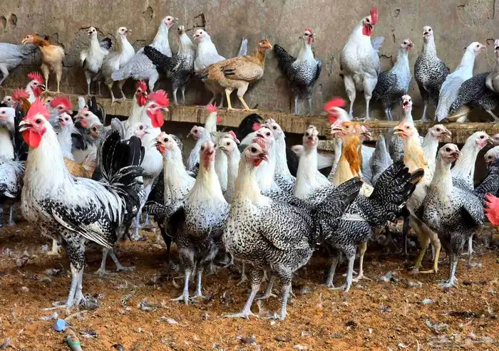 دجاج على وشك بيض جدا فاخر 3