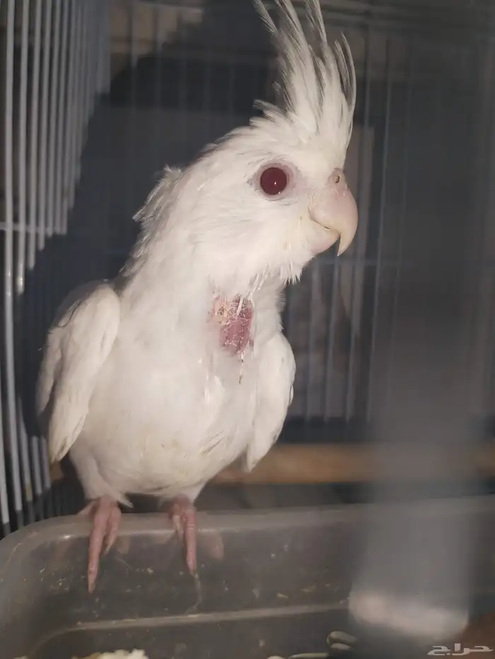 فروخ كروان البينو عدد 2 2