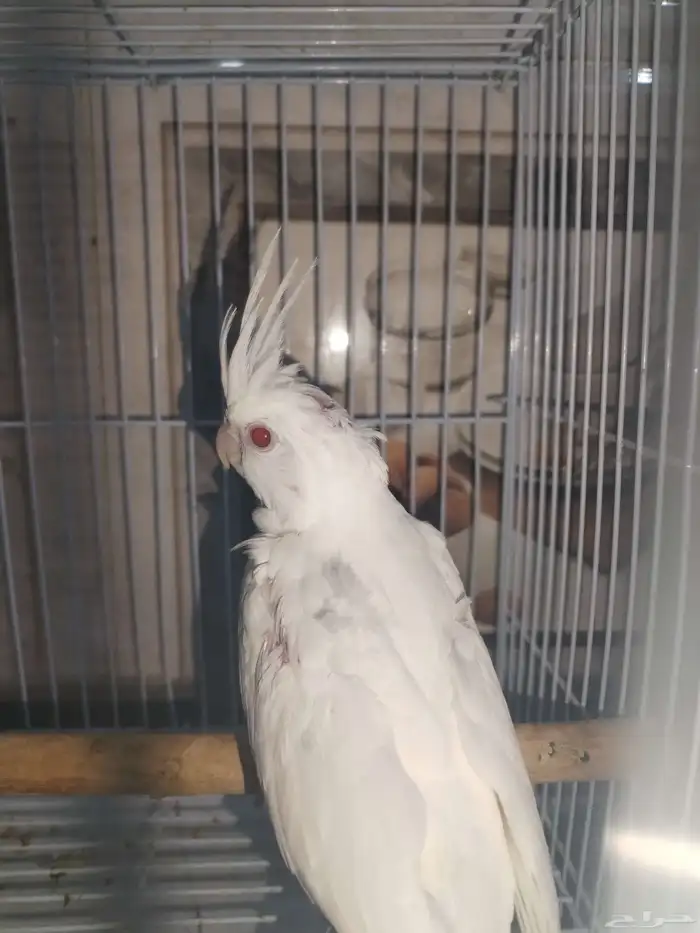 فروخ كروان البينو عدد 2 3