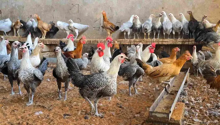 دجاج على وشك بيض جدا فاخر 0
