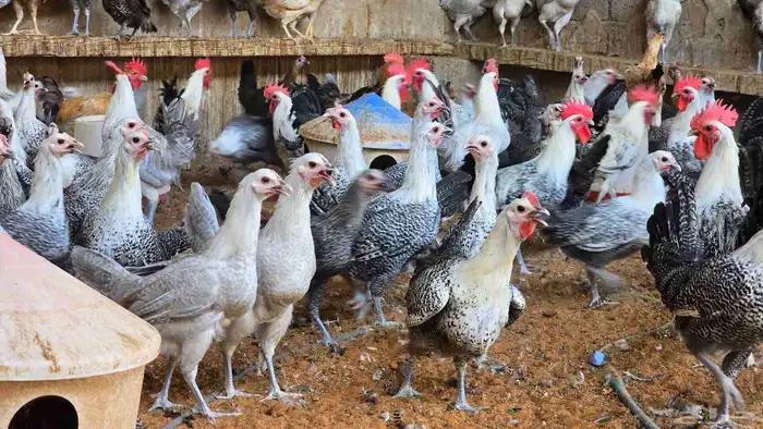 دجاج على وشك بيض جدا فاخر 2