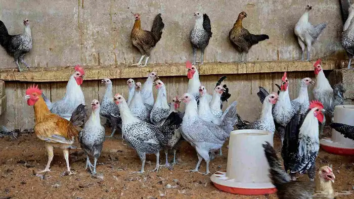 دجاج على وشك بيض جدا فاخر 5