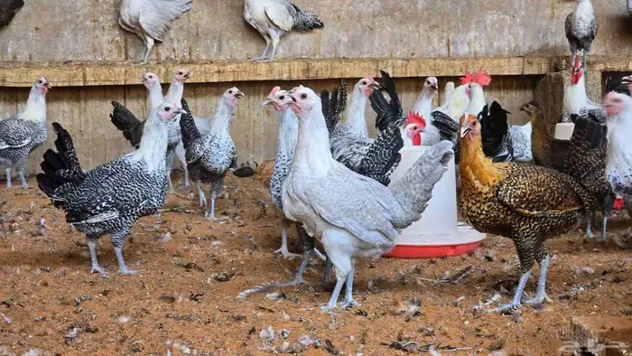 دجاج على وشك بيض جدا فاخر 1
