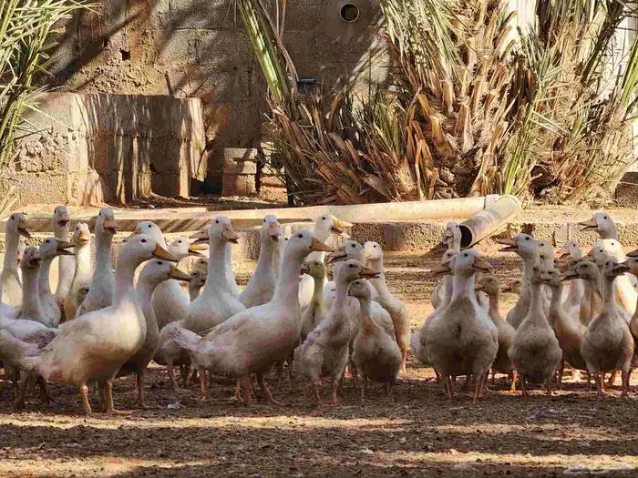 بط بكيني لاحم فاخر 2
