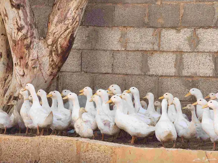 بط بكيني لاحم فاخر 6
