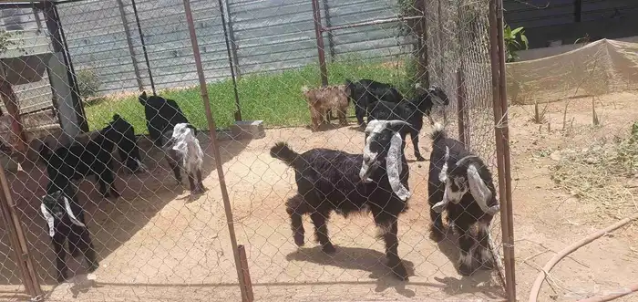 حوش غنم وطيور للتقبيل 1