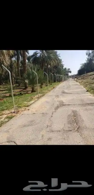 مقاول شبوك بجميع انواعها 25
