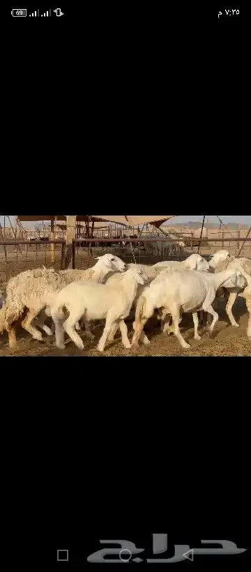 غنم حريات خلفات مراح 4