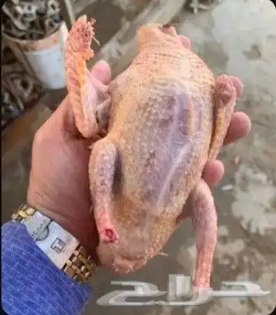 زغاليل حمام بلدي 0