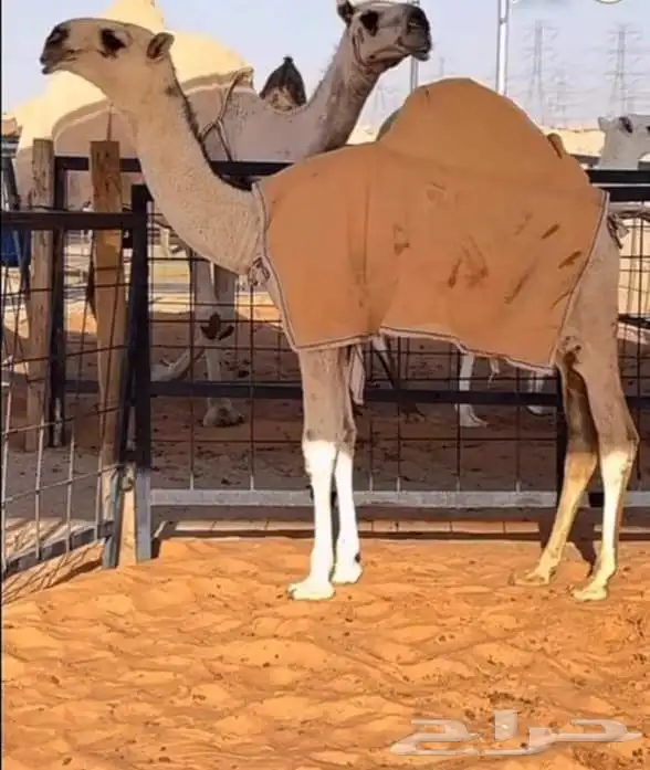 اجلت ابل مضلات موقف-سيارات 9