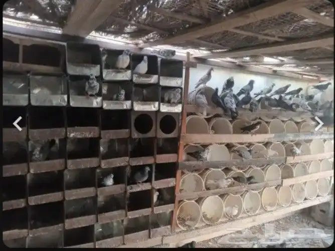 زغاليل حمام بلدي 2