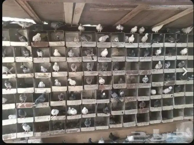 زغاليل حمام بلدي 3