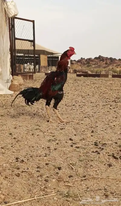 السلام عليكم ورحمه الله وبركاته ديك باكستاني لاالبيع 3