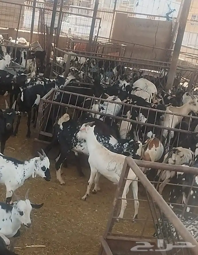 تيوس مرابي ثني وجذعان 0