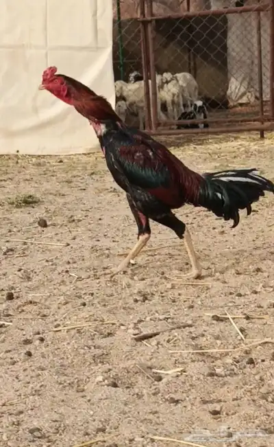 السلام عليكم ورحمه الله وبركاته ديك باكستاني لاالبيع 0