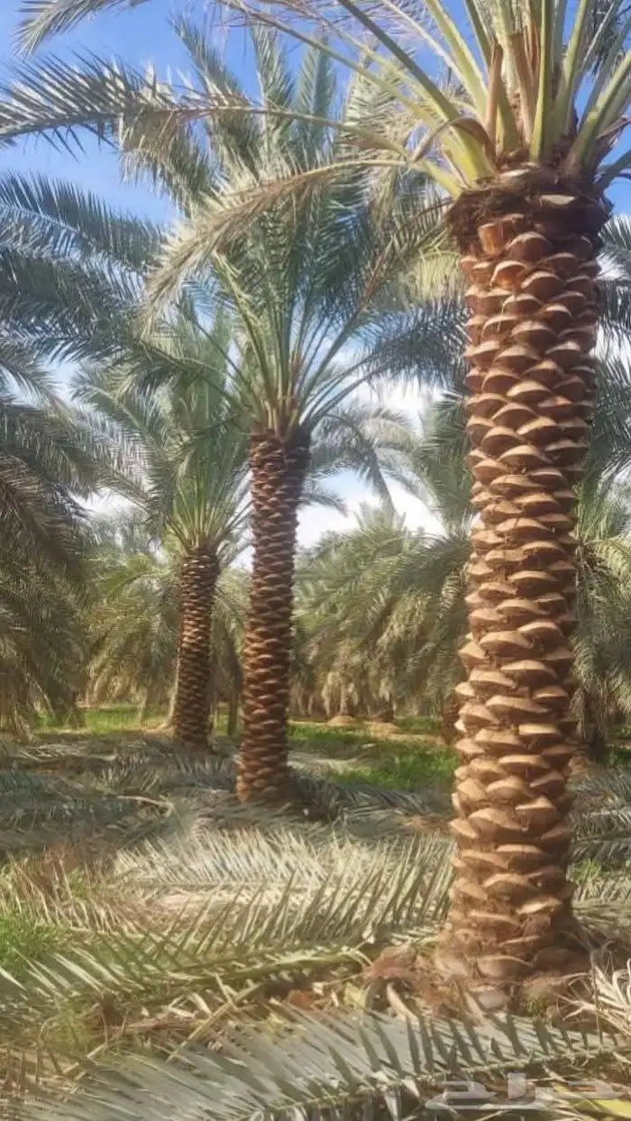 يوجد نخل من6الى 7متر من 1100ريال مقلوع جاهزاو550 بعدالصرام 2