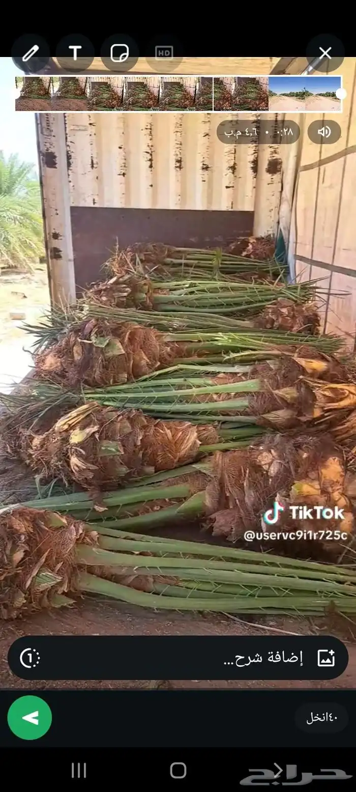 يوجد لدينا جميع انواع النخيل عربي ونخيل وشنطني 5