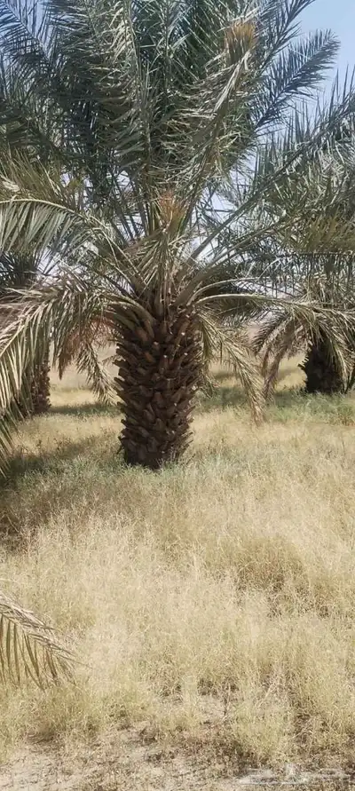 يوجد لدينا انواع النخيل جميع المقاسات 7