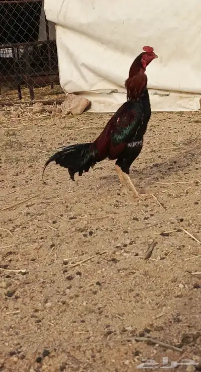 السلام عليكم ورحمه الله وبركاته ديك باكستاني لاالبيع 2