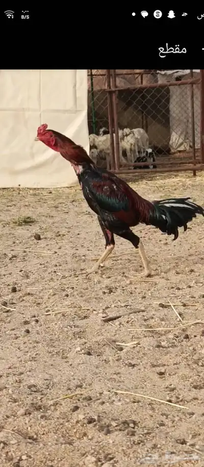 السلام عليكم ورحمه الله وبركاته ديك باكستاني لاالبيع 1