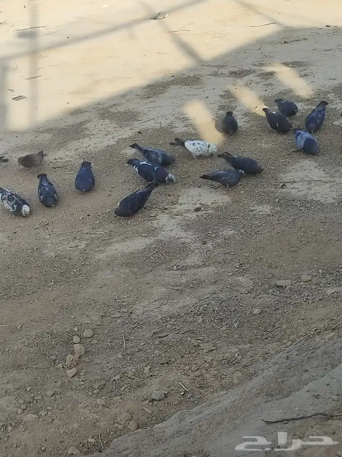 حمام بلدي نضيف سليم من الامراض 2