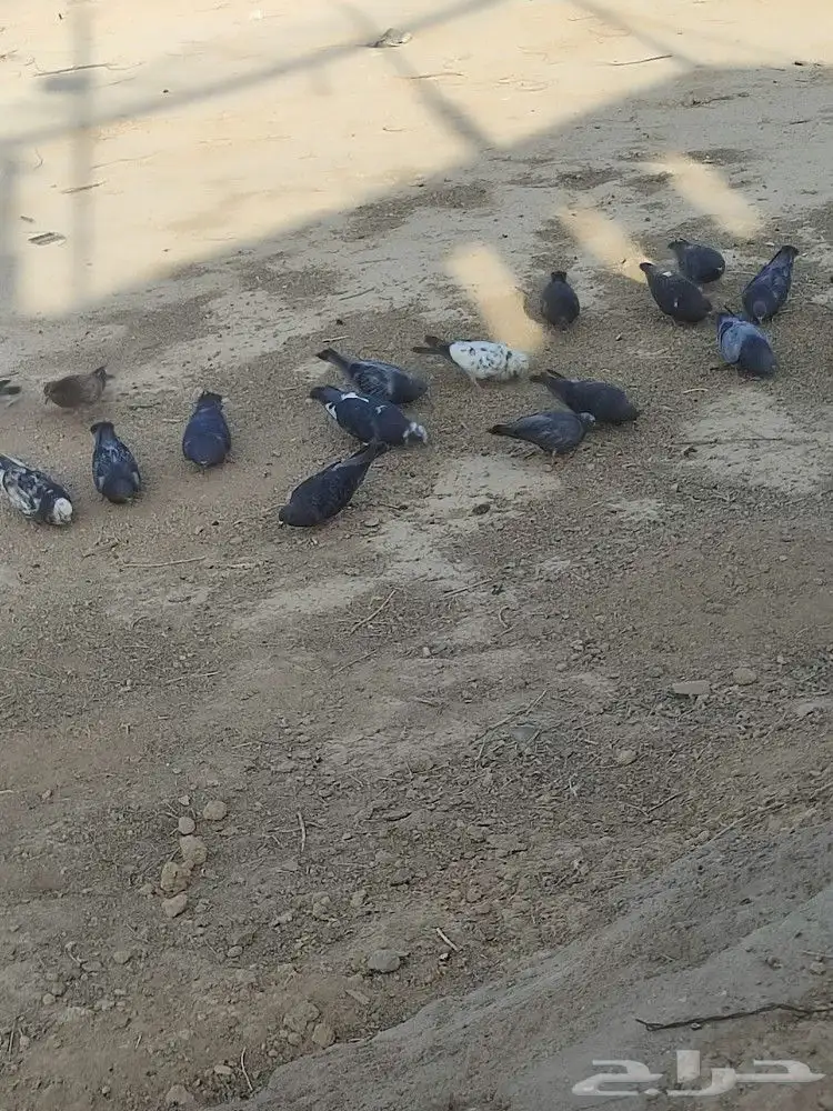 حمام بلدي نضيف سليم من الامراض 2
