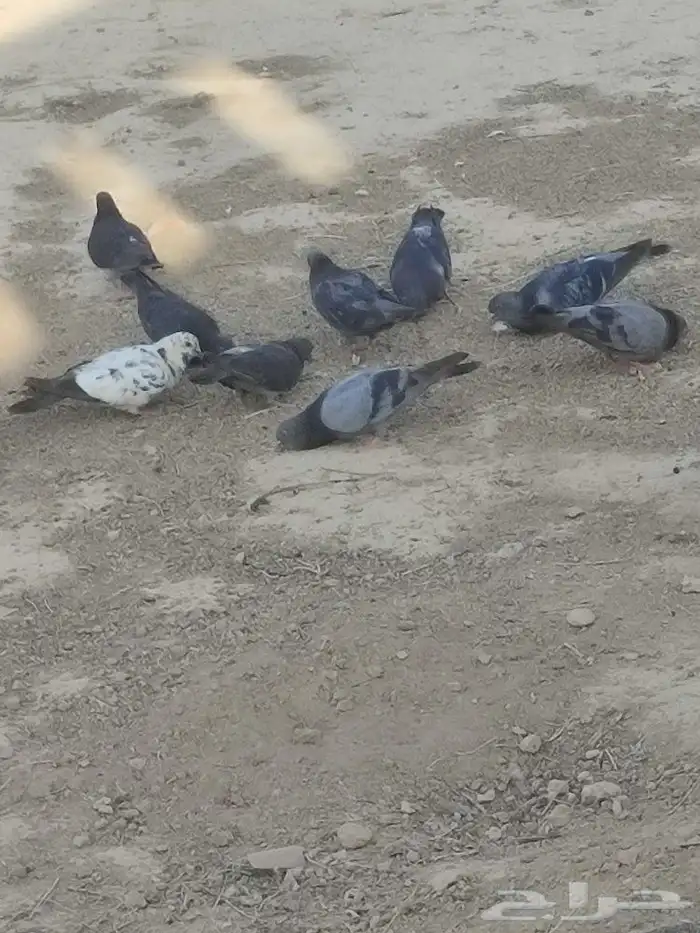 حمام بلدي نضيف سليم من الامراض 0