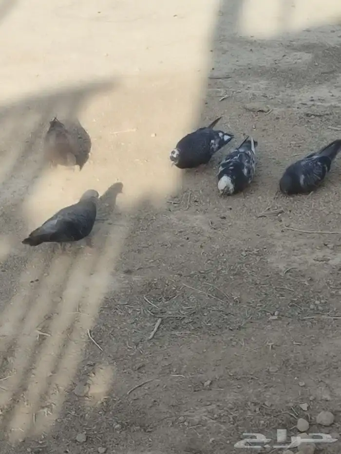 حمام بلدي نضيف سليم من الامراض 1