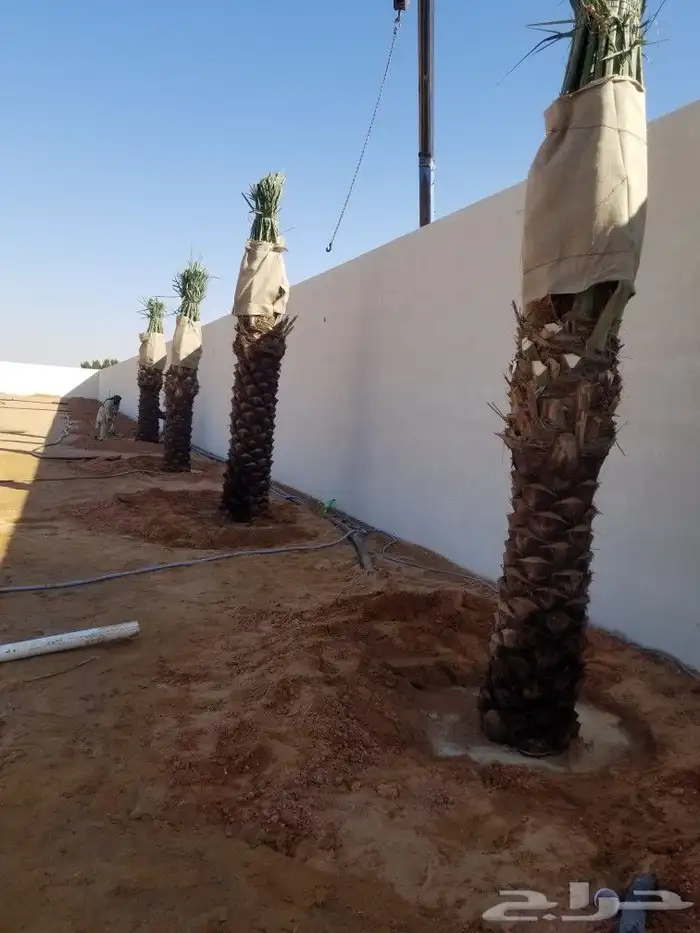 نخيل اخلاص مثمر 2