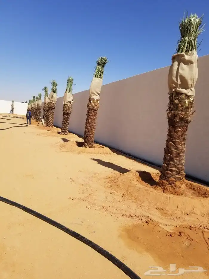 نخيل اخلاص مثمر 3