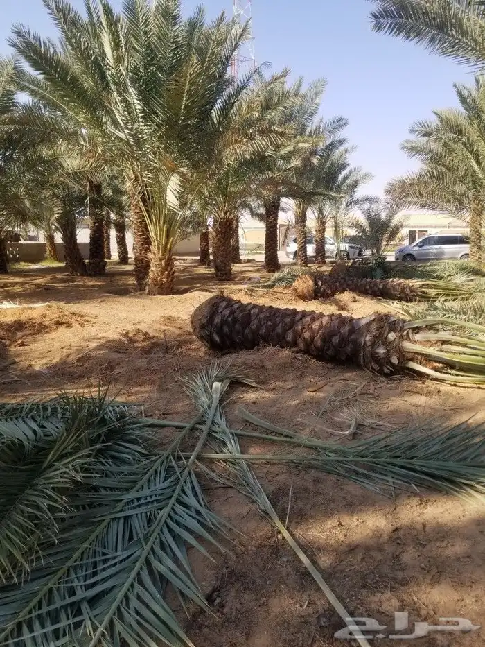 نخيل اخلاص مثمر 5