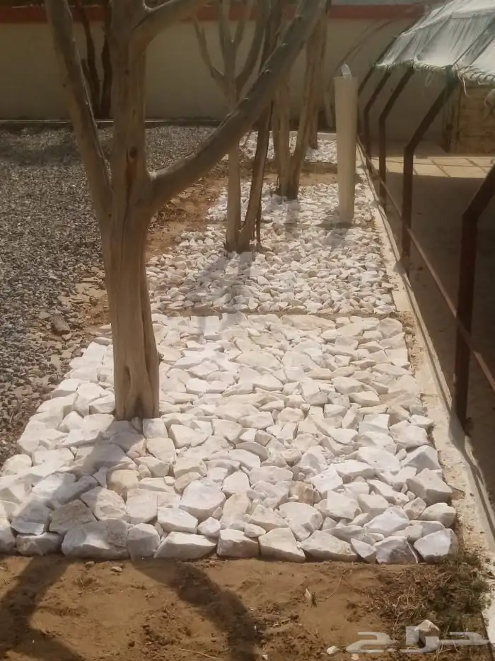 بكلين 6