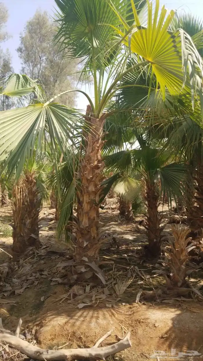 نخل واشنطن امريكي 2