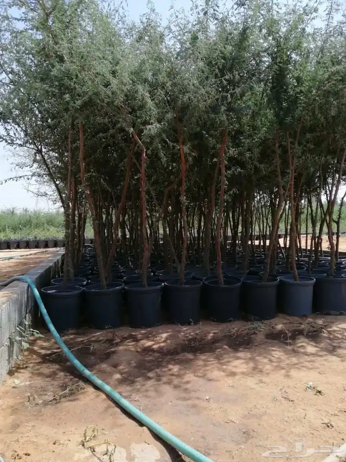 يوجد لدينا سد بلدي وطلح نجد وسمر 0
