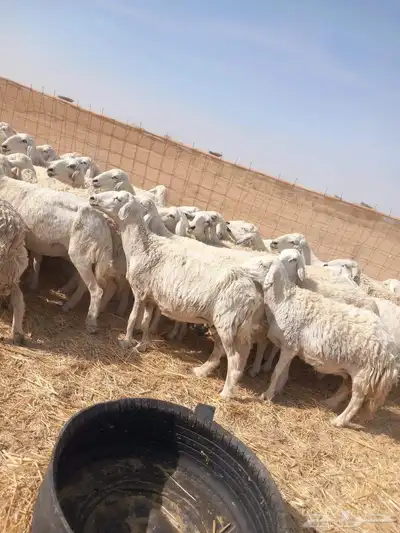 بسم الله مشاء الله افلح من ذكر الله للبيع ضان حريات حرش س 3