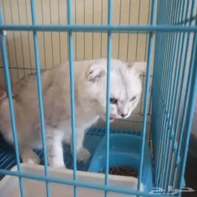 القطط للتبني مكه المكرمه 1