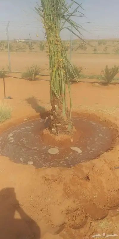 توريد جميع انواع النخل وتكريب جميع انواع الشبوك 3