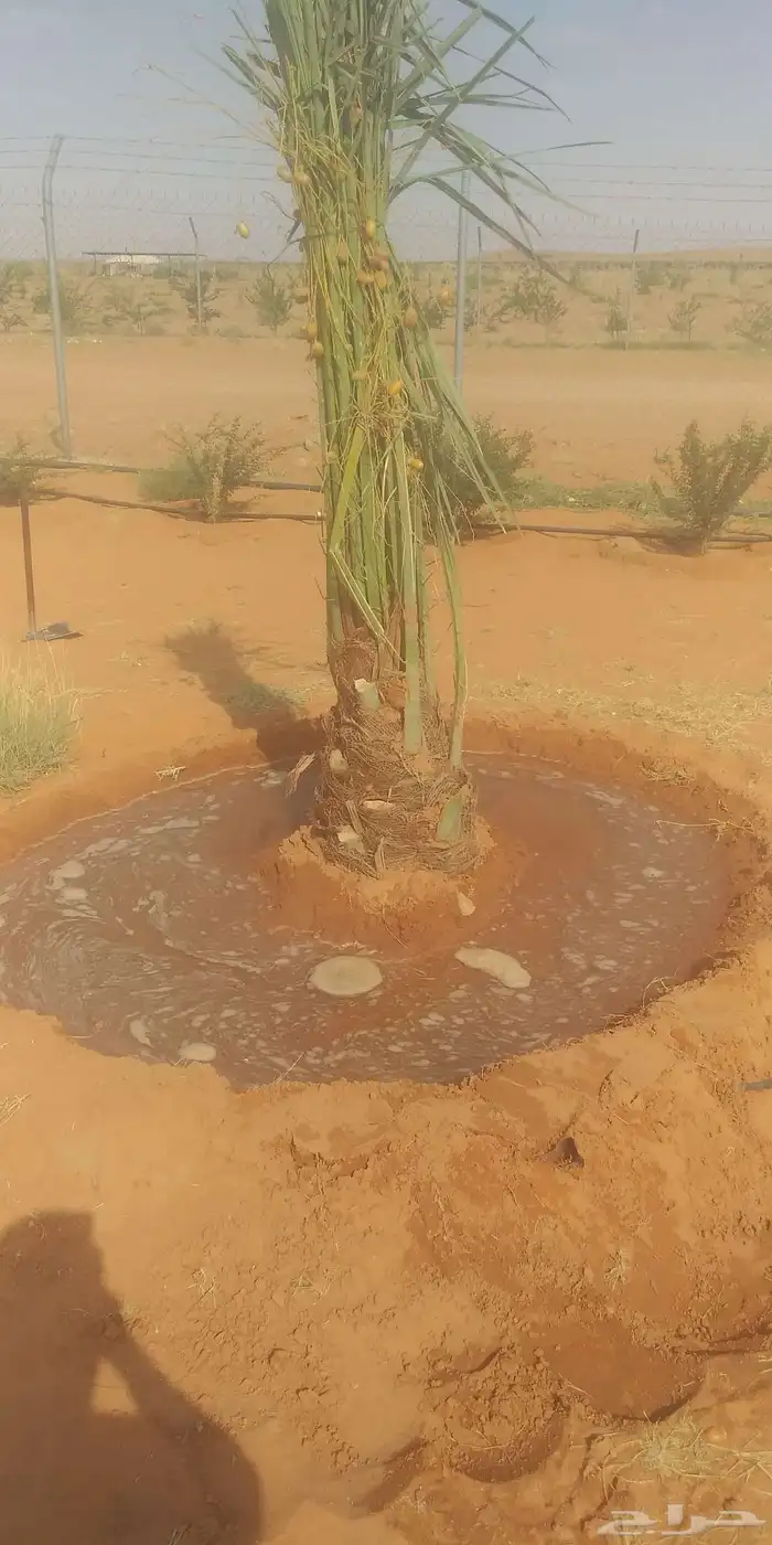 توريد جميع انواع النخل وتكريب جميع انواع الشبوك 3