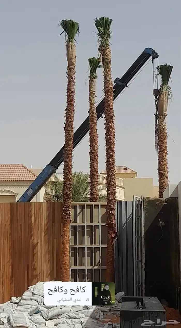 نخل واشنطني للبيع 2