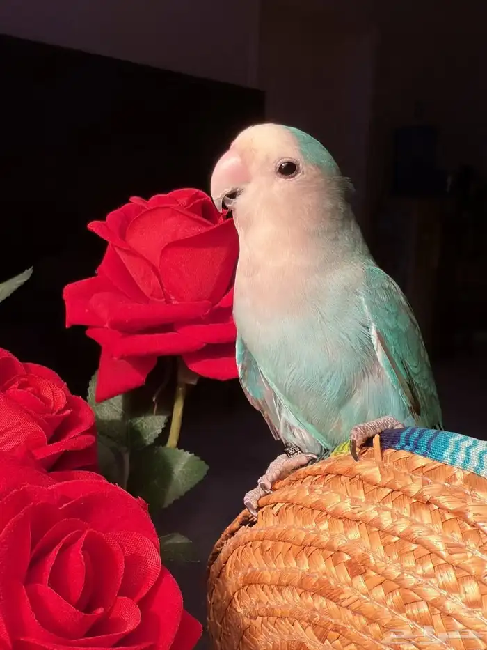 ببغاء الروز 7