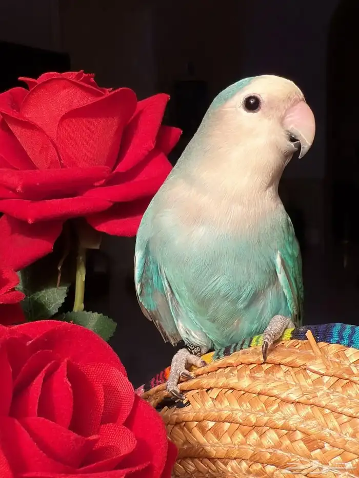 ببغاء الروز 6