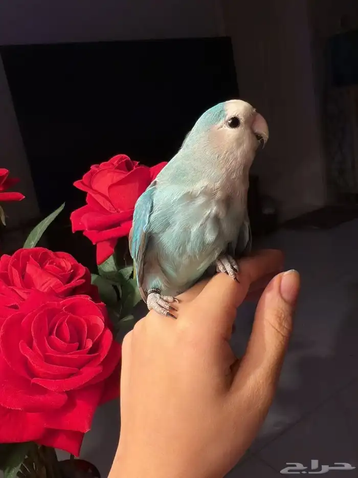 ببغاء الروز 4