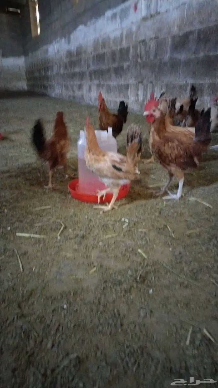 دجاج  بلدي ماشاءالله 6